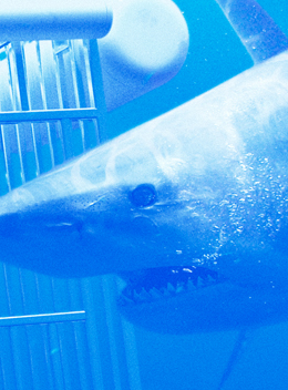 Shark Campaign